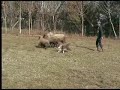 BeMiracle & lo sheepdog