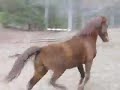 Ode to Sawyer (the horse, not the Lost character) Ode to Sawyer (the horse, not the Lost character)