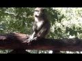 Macaques à Ko Jum