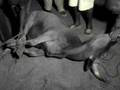 videos de le taureau