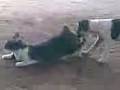 videos de perro y gata sexo