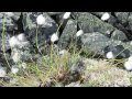 Fogo Islands