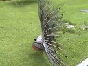 Peacock Love Peacock Love