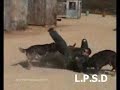 DVASH ATTACK WITH 2 MORE DOGS!!!!
