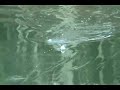 Ram Rod Musky/Pike Lure Ram Rod Musky/Pike Lure