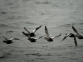 Eiders de Steller