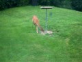 Deer in the back yard...