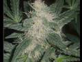 Indubious - Ganja Weed featuring Nump