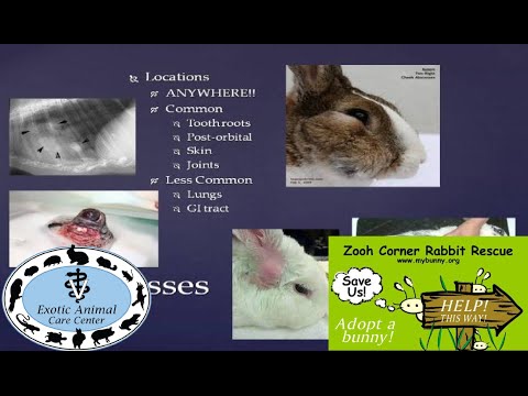 how to cure e. cuniculi in rabbits