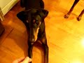 Dobermans are very obedient and easy to train. Dobermans are very obedient and easy to train.