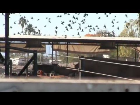 how to get rid of european starlings