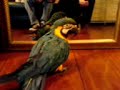 Arara no espelho