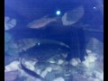 FISH - PLAYING