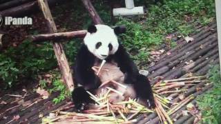 Chengdu Panda Base