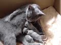 Praline est heureuse de vous annoncer la naiss de 4 chatons.