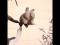 Flying Pigs