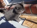 Funny cat (Drôle de chat)