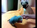 carlino mata a yaco