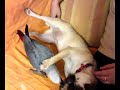 carlino mata a yaco