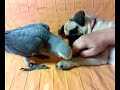 carlino mata a yaco