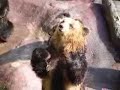 北海道熊牧場表演