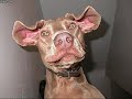 Funny Dog Pics