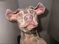 2009-01-01 | Funny Dog Pics ~> A funnt little video of funny dog pics for Brad99r. Hope you enjoy it. ... (02:40)