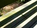 gecho on porch