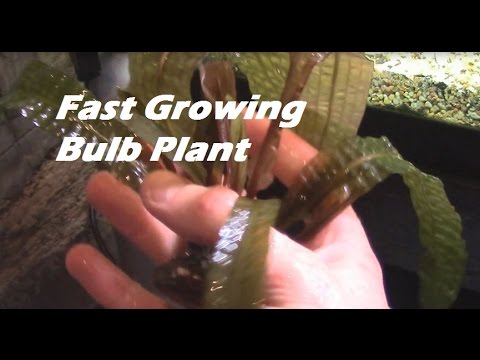 how to grow aquarium plants fast