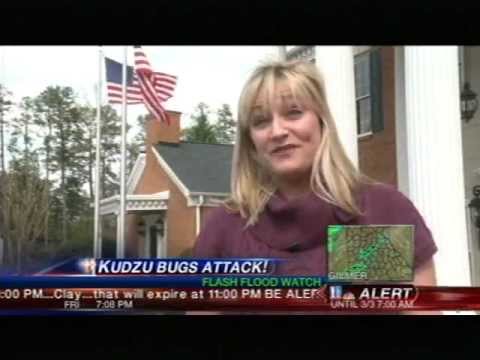 how to control kudzu bugs
