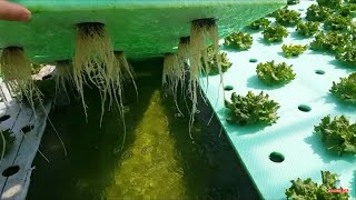 Topraksız Tarım Hydroponic System