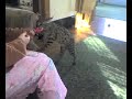 Disco Likes to Fetch Disco Likes to Fetch