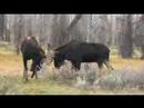moose