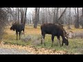 Bull Moose Sparring