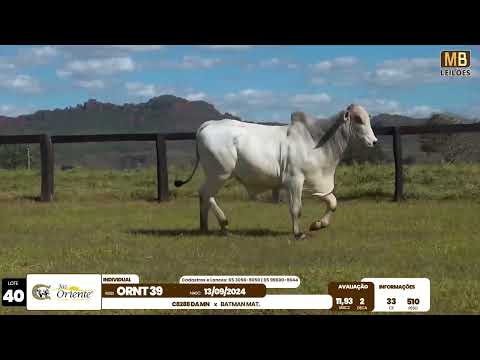 1� LEIL�O PRODU��O FAZENDA ORIENTE