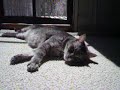 sun bathing