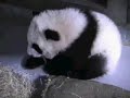 Curious Mei Lan - (Part I)