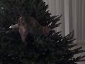 Cinnamon  vs, the Christmas tree 2009