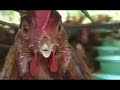 El gallinero