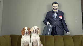 Zombie Salesman Won't Leave Dogs Alone! Funny Dogs Maymo & Potpie vs Scary Zombie Salesman Prank by Maymo