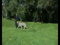 videos de Hanrob Dog Training Sydney - 15