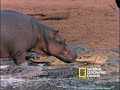 Harmonius Hippos and Crocs