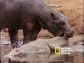 harmonius hippos and crocs