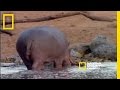 Harmonius Hippos and Crocs
