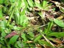 Playing with Mimosa Pudica