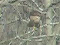 hawk killing squirrel shot