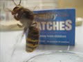Giant Hornet in Norfolk, UK