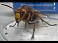 Giant Hornet in Norfolk, UK