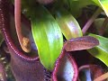 A quickly running cricket makes a nasty mistake upon a Nepenthes diatas.