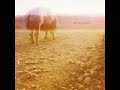 Artist: Savoy Grand Album: Accident Book [2009]
